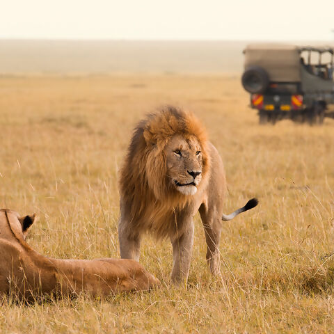 Africa & Safaris